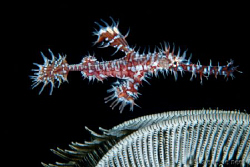 Ornate Ghost Pipefish hanging next to a crinoid. by Steve De Neef 